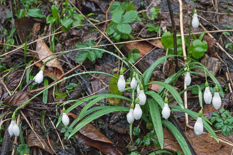 Galanthus rizehensis, NE Turkey, 14/3/16.