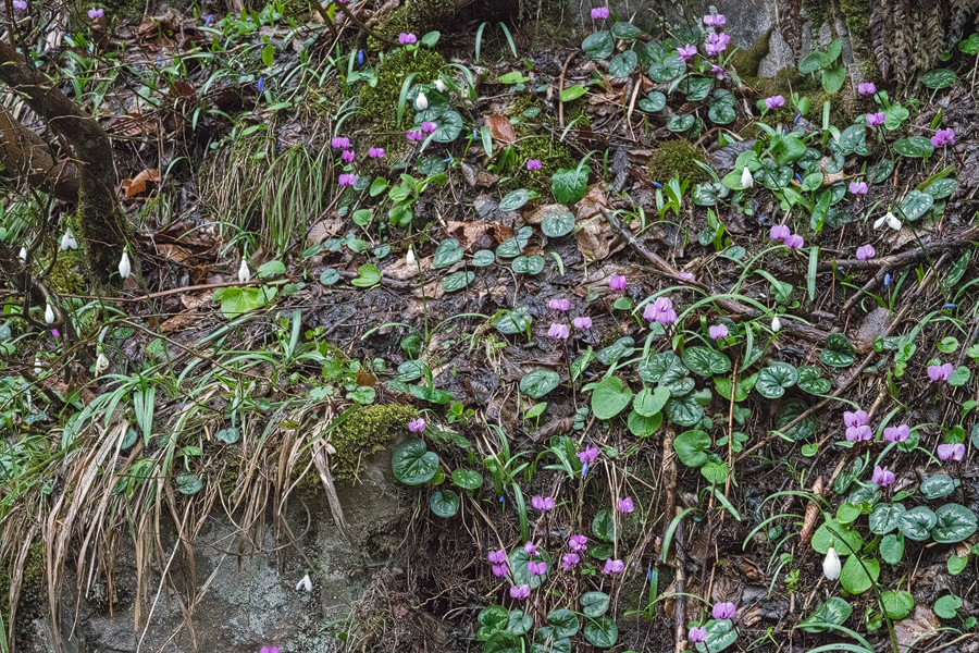 Galanthus rizehensis flowering with Cyclamen coum, NE Turkey, 14/3/16.