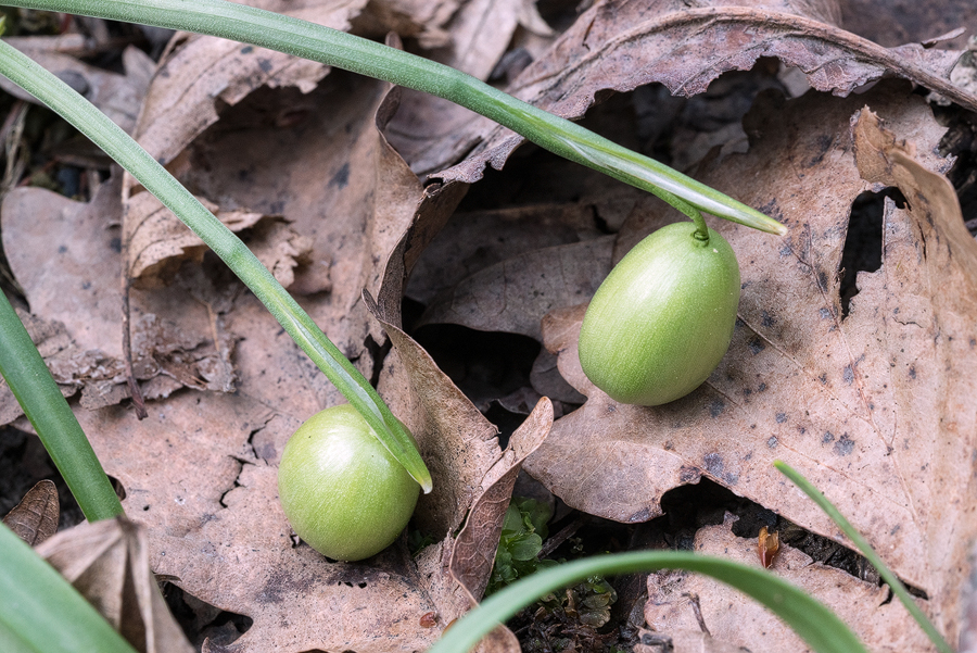 Galanthus rizehensis, near Sochi, Russia, 3/4/16.