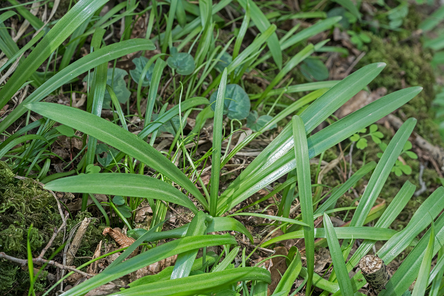 Galanthus ?rizehensis or hybrid between that species and Galanthus woronowii, N Abkhazia, 4/4/16.