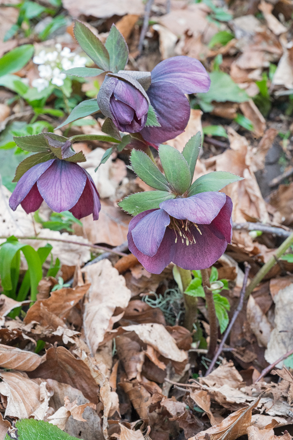 Helleborus orientalis subsp. abchasicus, Abkhasia, 4/4/16.