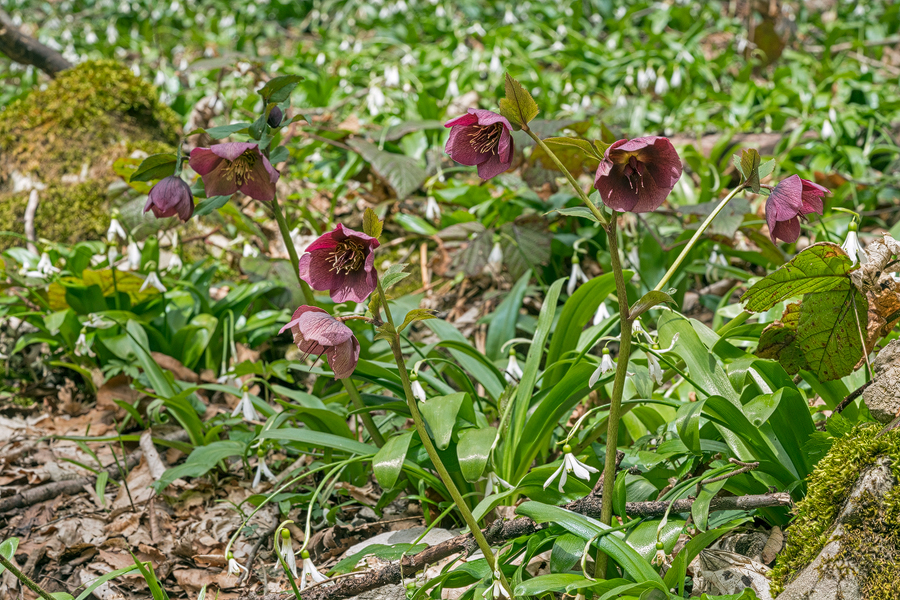 Helleborus orientalis subsp. abchasicus, flowering with Galanthus krasnovii, Abkhasia, 4/4/16.