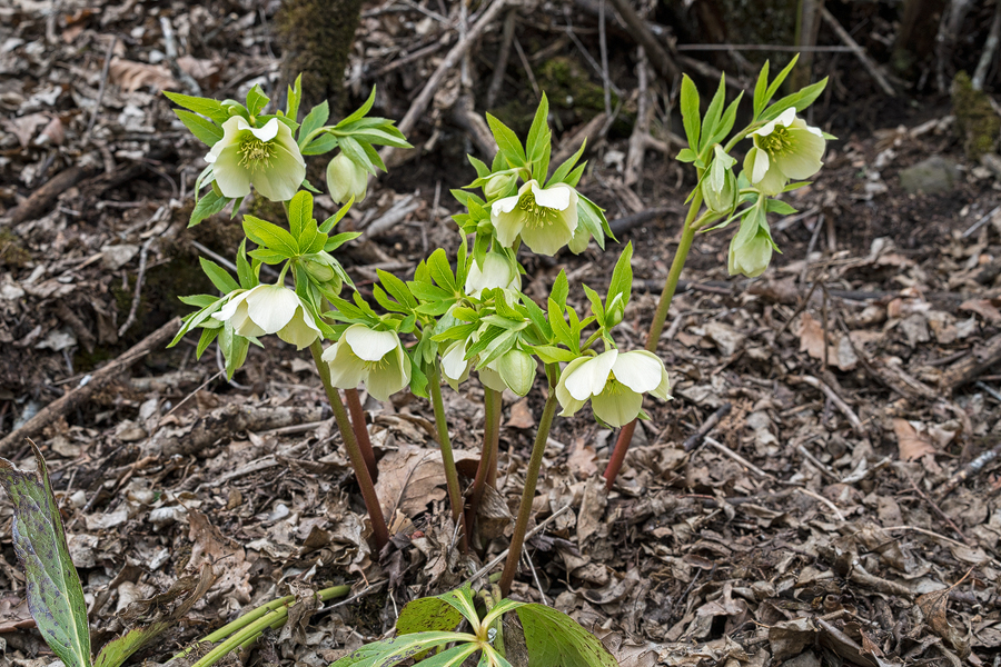 Helleborus orientalis, Bakuriani, Georgia, 23/3/16.