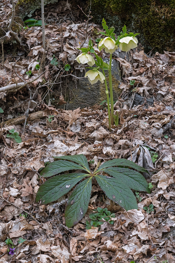 Helleborus orientalis, Bakuriani, Georgia, 23/3/16. Note the persistent old leaves. Most hellebore species in this section of the genus are fully deciduous.
