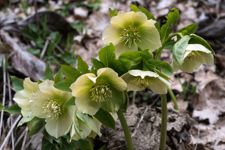 Helleborus orientalis, Bakuriani, Georgia, 23/3/16.