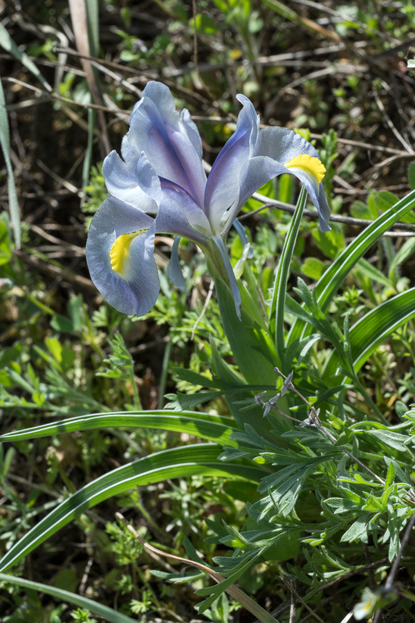 Iris caucasica, David Ghareji, Georgia, 27/3/16.