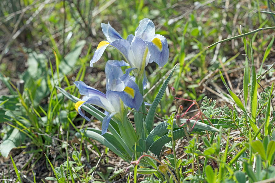 Iris caucasica, David Ghareji, Georgia, 27/3/16.