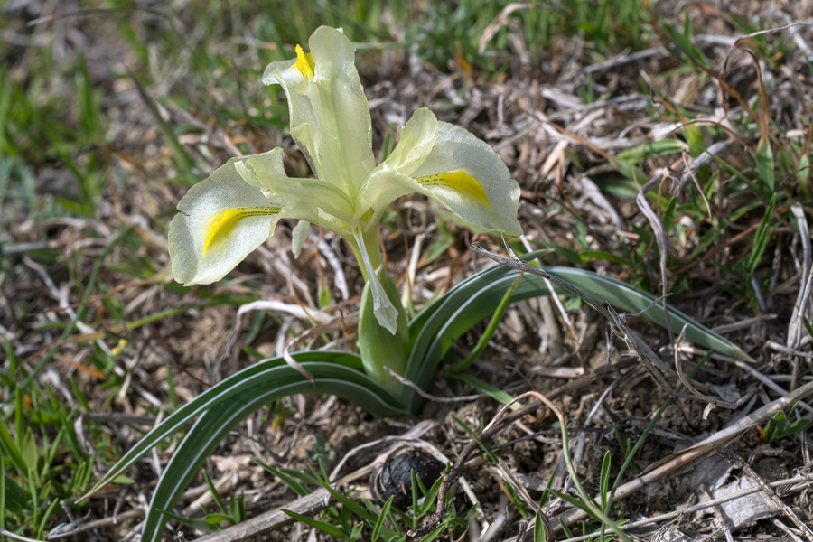 Iris caucasica, near Rustavi, Georgia, 27/3/16.