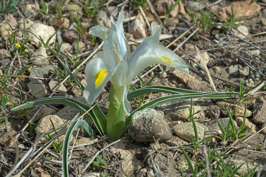 Iris caucasica, near Rustavi, Georgia, 27/3/16.