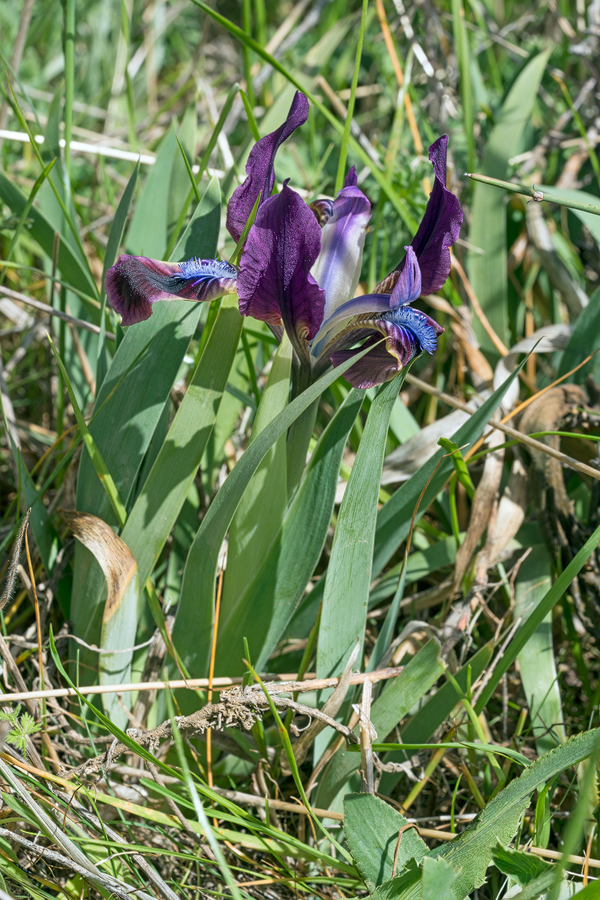 Iris pumila, David Ghareji, Georgia, 27/3/16.