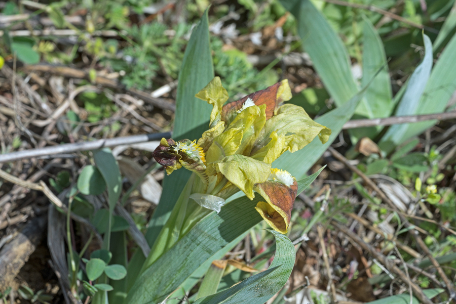 Iris pumila, David Ghareji, Georgia, 27/3/16.