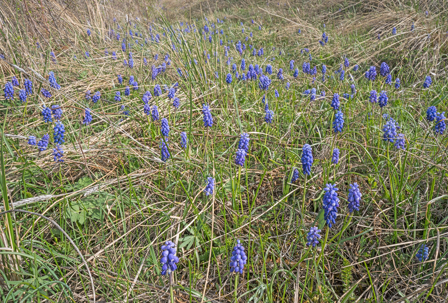 Muscari sp., possibly M. armeniacum? Turtle Lake, Tblisi, Georgia, 27/3/16.