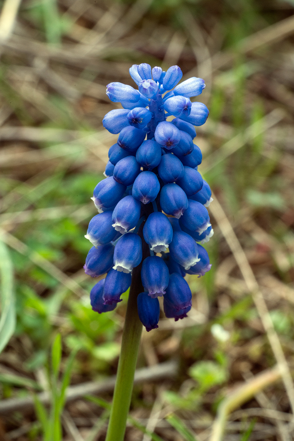 Muscari sp., possibly M. armeniacum? Turtle Lake, Tblisi, Georgia, 27/3/16.