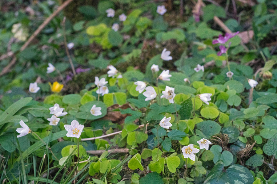 Oxalis sp. Abkhazia, 5/4/16.