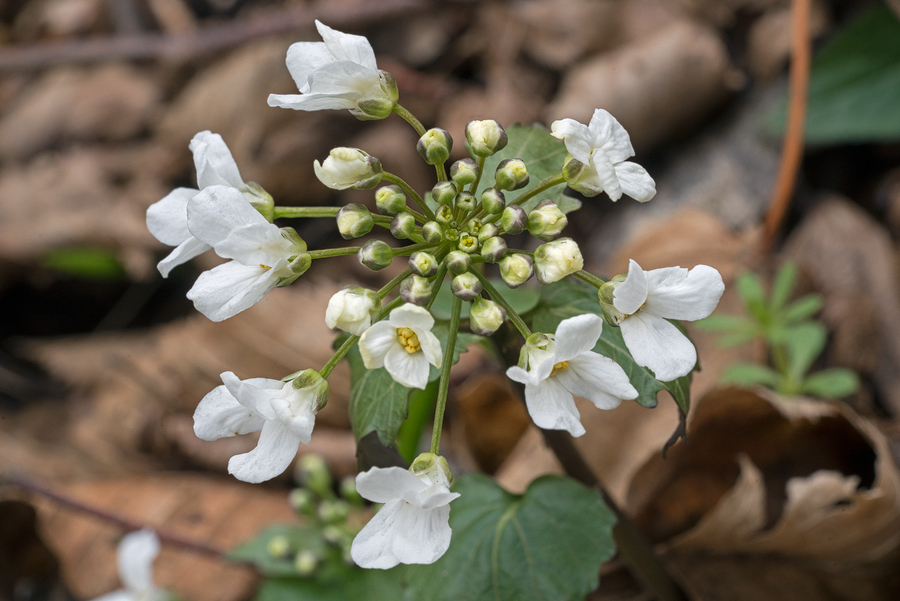 Thlapsi macrophyllum, Kabardino-Balkaria, 30/3/16.