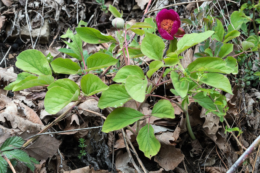 Paeonia caucasica, north of Kutaisi, Georgia, 24/3/16.