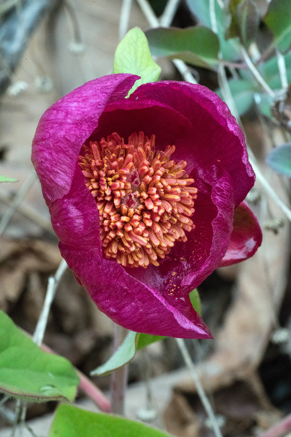 Paeonia caucasica, north of Kutaisi, Georgia, 24/3/16.