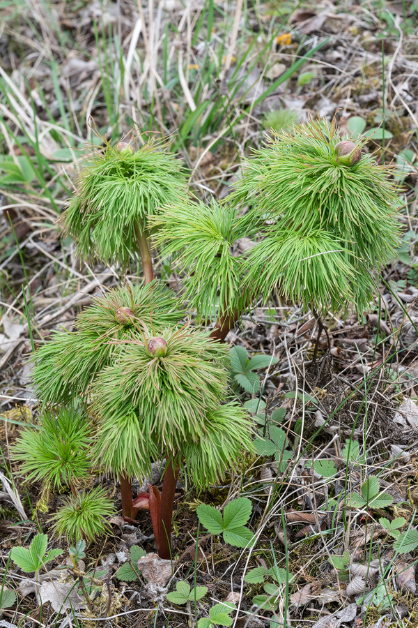 Paeonia tenuifolia, Igoeti, Georgia, 25/3/16.