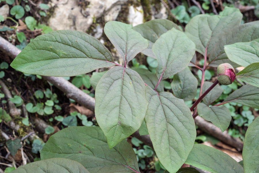 Paeonia sp. Abkhazia, 4/4/16.