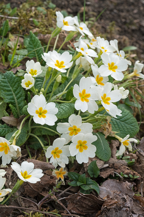 Primula vulgaris, in a very pale yellow form, with a darker eye, Abkhazia, 5/4/16.