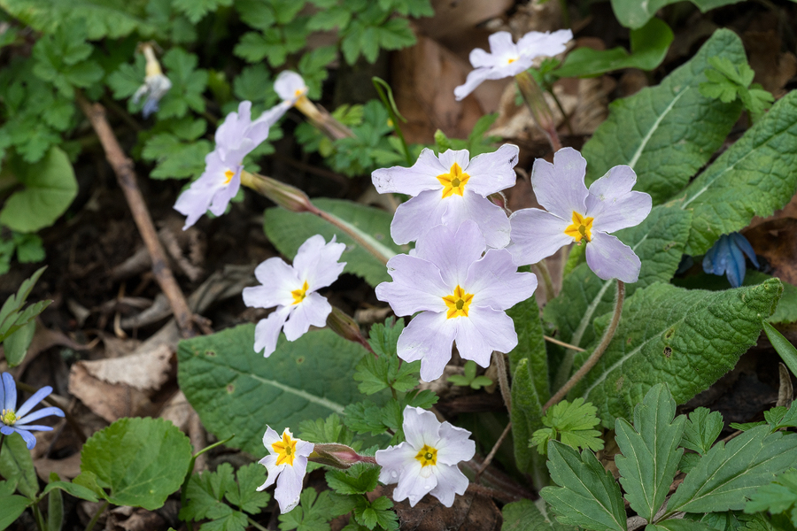 Primula vulgaris subsp. rubra (syn. subsp. sibthorpii), near Zedazeni Monastery, Georgia, 26/3/16.