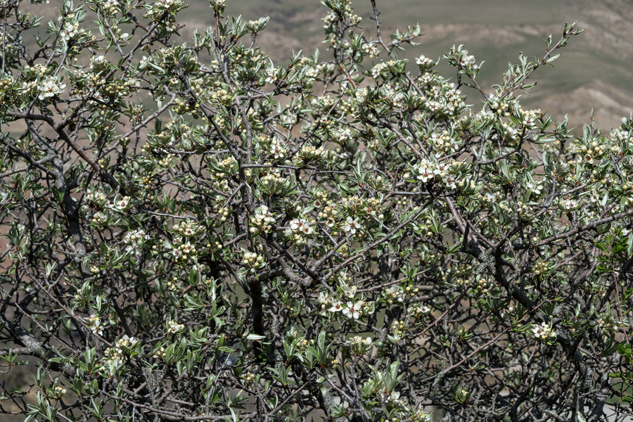 Pyrus salicifolia, David Ghareji, Georgia, 27/3/16.