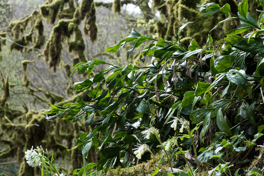 Ruscus hypophyllum, near Sochi, Russia, 3/4/16.