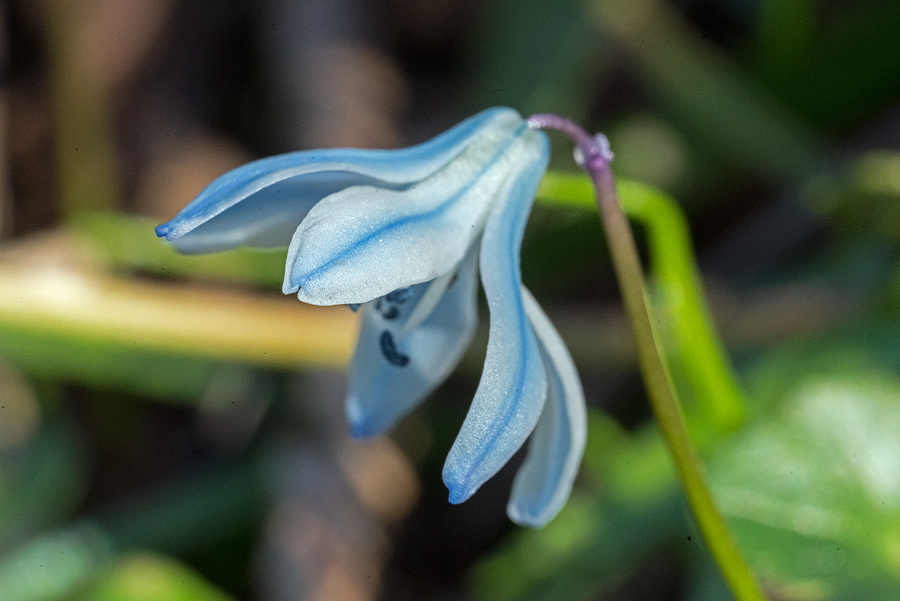 Scilla monanthos (syn. Scilla winogradowii), Abkhazia, 5/4/16.