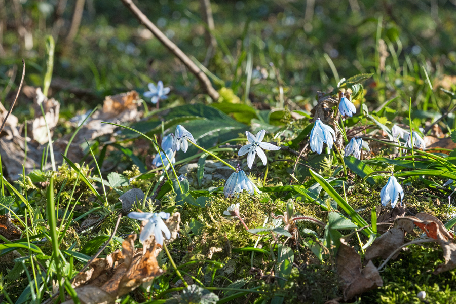 Scilla monanthos (syn. Scilla winogradowii), Abkhazia, 5/4/16.