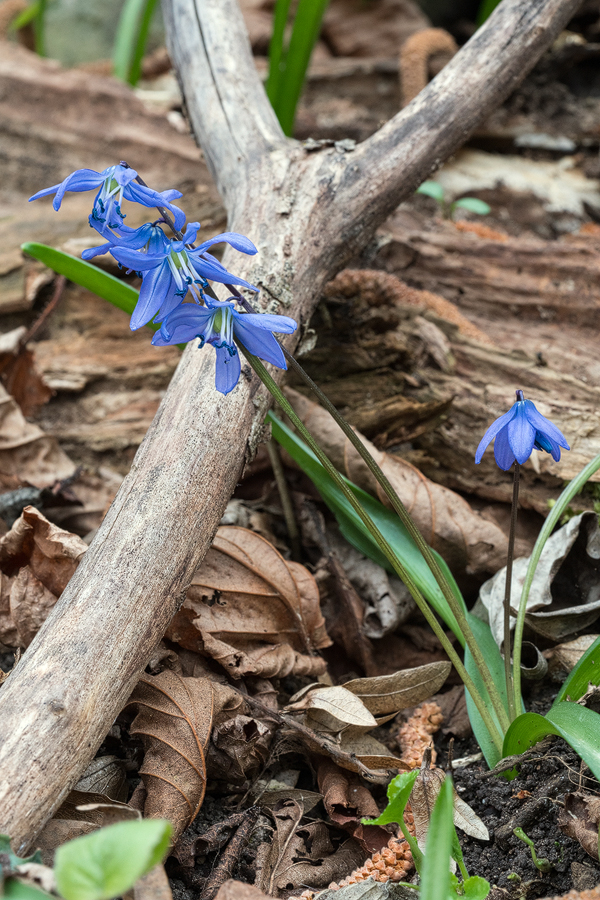 Scilla sibirica, north of Tblisi, Georgia, 25/3/16.