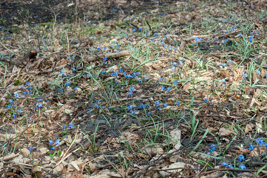 Scilla siberica, Ingushetia, 1/4/16.