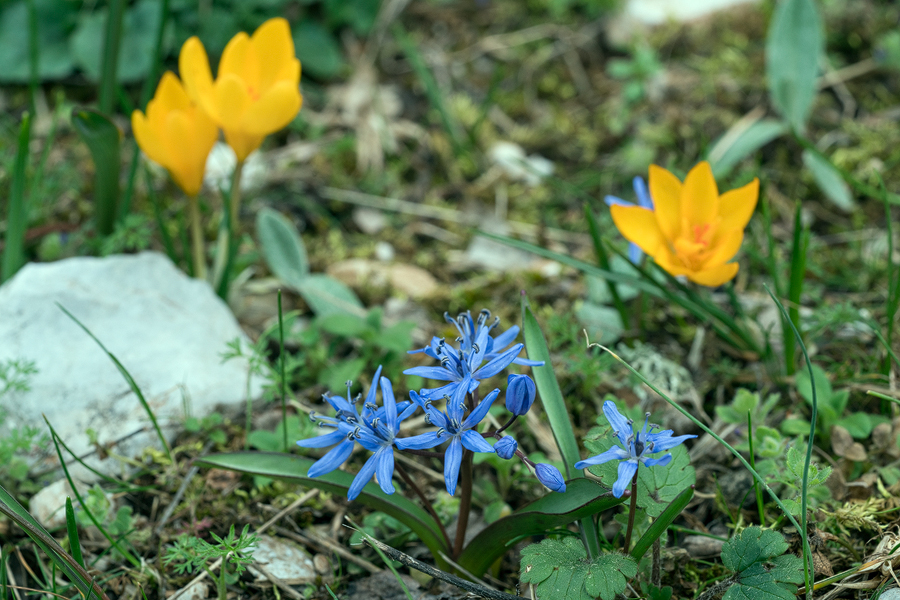 Scilla bifolia and Crocus chrysanthus. Near Izmir, Turkey, 9/3/16.