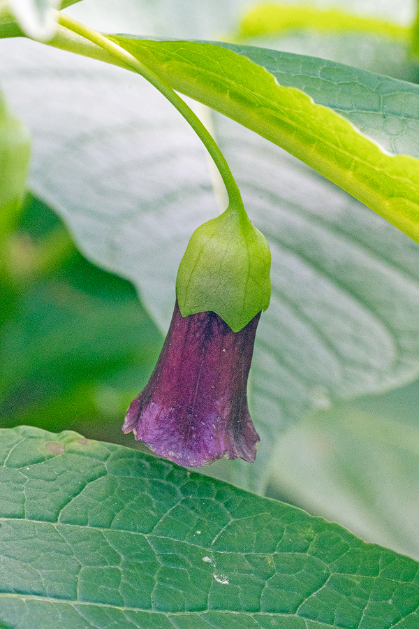 ScopCarn001