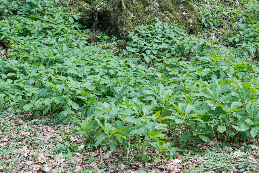 Scopolia carniolica, near Sochi, Russia, 3/4/16.