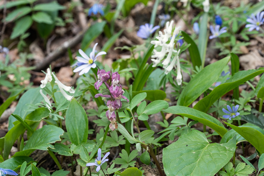 Anemone blanda, with Corydalis caucasica forma. alba and Scilla siberica, north of Tblisi, Georgia, 26/3/16.