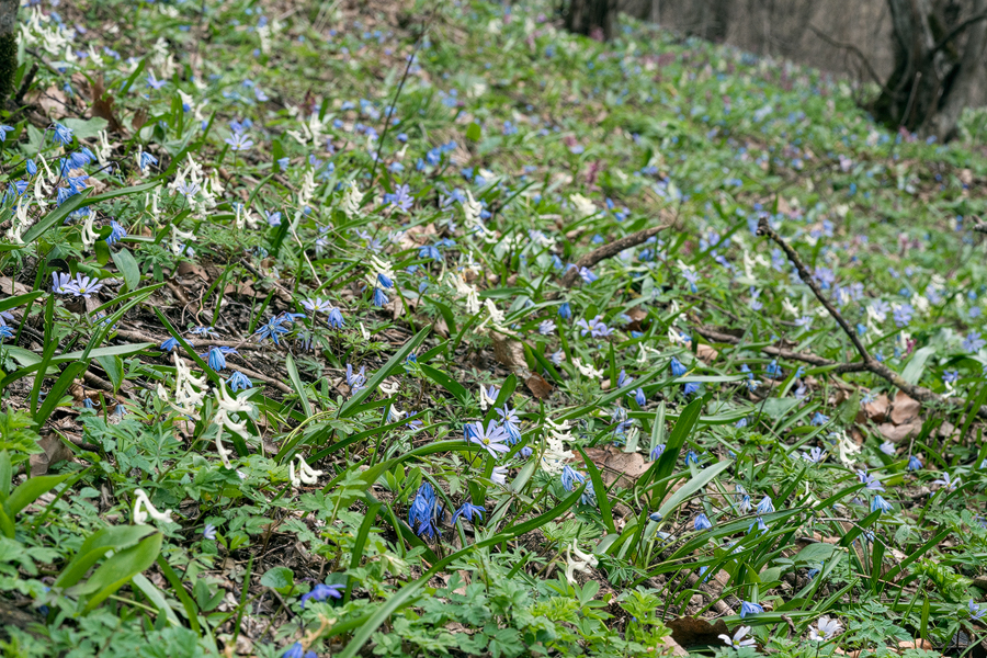 SpringWoodland003