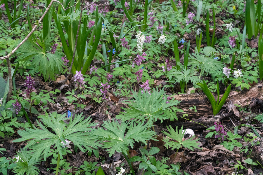 Corydalis, Scilla, Colchicum, Aconitum, Cardamine flowering and emerging, Zedazeni Monastery, Georgia, 26/3/16.