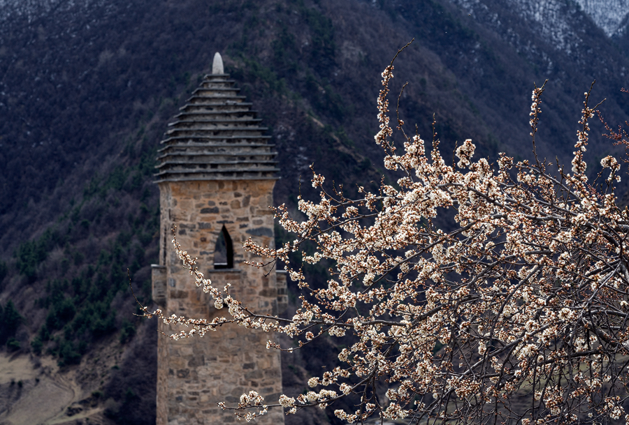 Malus sp? Ingushetia, 2/4/16, with defensive tower in the background.